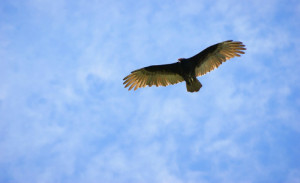 vulture-184738_640