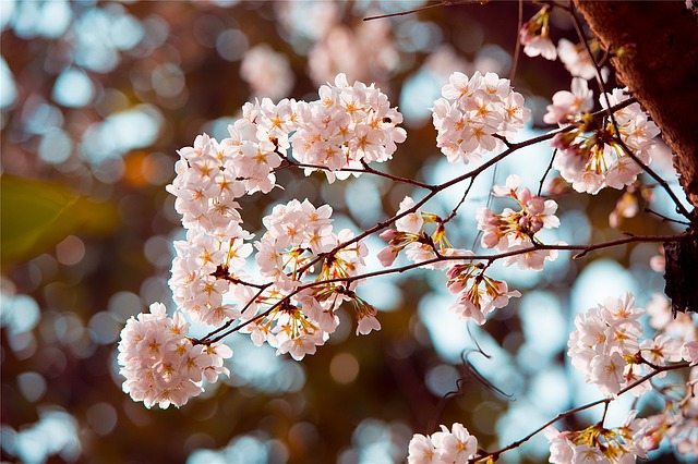 cherry-blossom-1243652_640